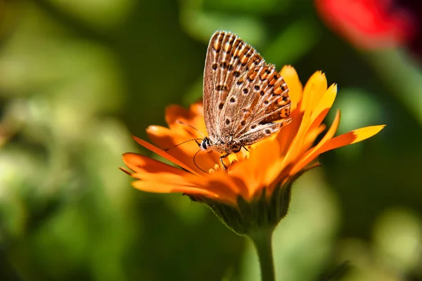 Beau Papillon Argynnis Sur Une Fleur Jaune — Photo