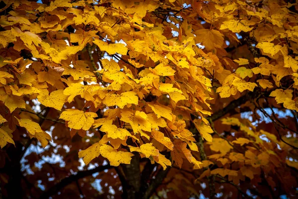 의나무 나뭇잎을 클로즈업 — 스톡 사진