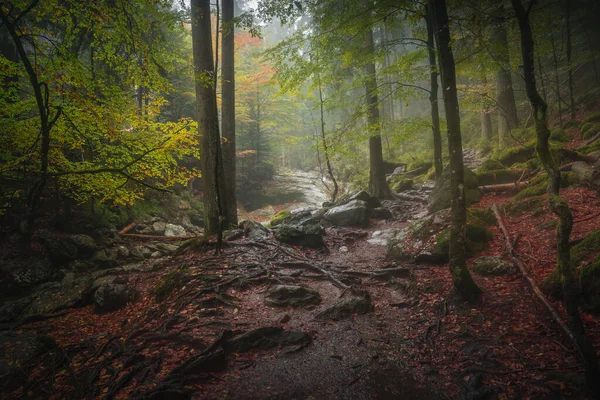 Μια Γραφική Φωτογραφία Του Βαυαρικού Δάσους Κατά Διάρκεια Του Φθινοπώρου — Φωτογραφία Αρχείου