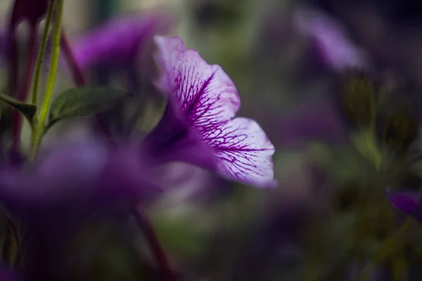 Tiro Foco Seletivo Flores Petúnias Roxas — Fotografia de Stock