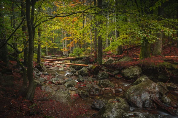 Uma Foto Panorâmica Floresta Baviera Outono Com Córrego Água — Fotografia de Stock