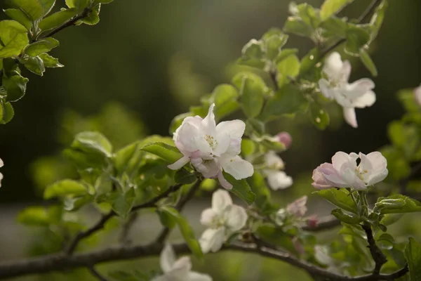 Closeup Shot Beautiful White Blossoms Tree — Stock Photo, Image