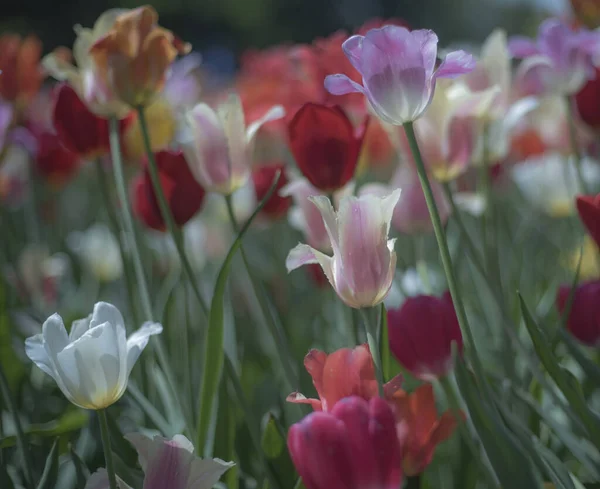 Крупним Планом Знімок Красивих Тюльпанів Квітуть Полі — стокове фото