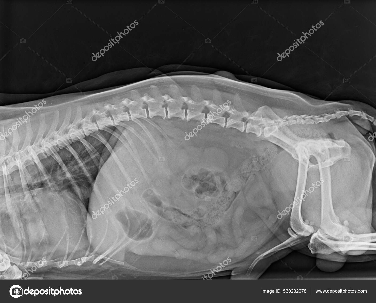 골격의 그레이 스케일 — 스톡 사진 © Wirestock #530232078
