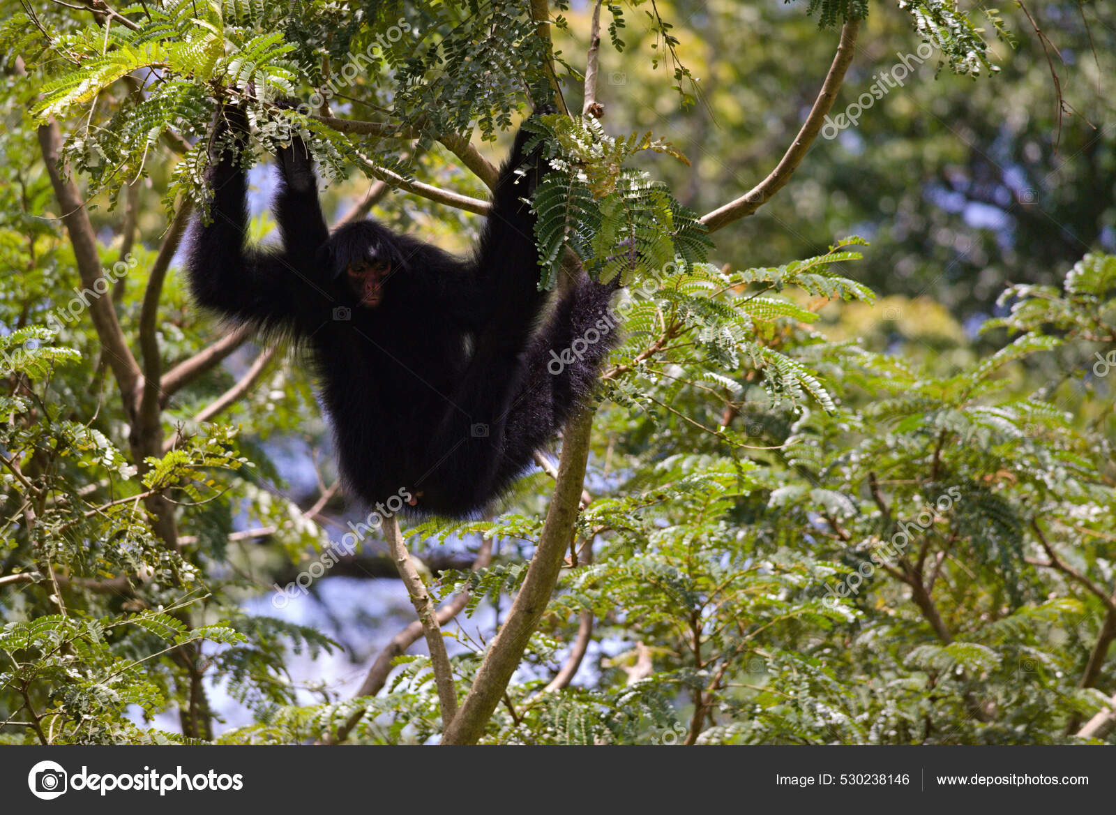 Macaco Aranha Preto - Ateles paniscus - Redfaced Spider Monkey