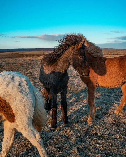 Trois Chevaux Islandais Blancs Bruns Gris Dans Champ — Photo