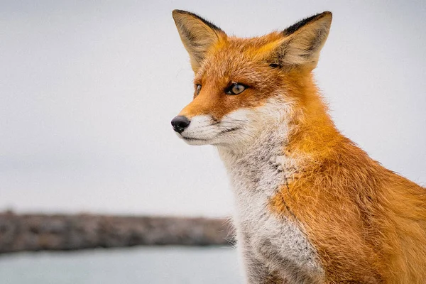 Nahaufnahme Eines Fuchses Freier Wildbahn Während Des Tages — Stockfoto