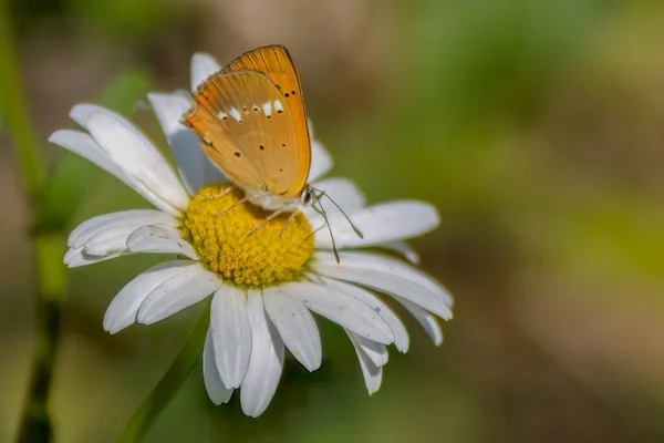 Eine Nahaufnahme Eines Schmetterlings Auf Einer Schönen Gänseblümchenblume Einem Garten — Stockfoto