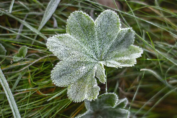 Tiro Perto Geada Horehound Comum — Fotografia de Stock