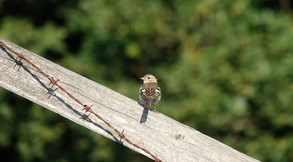 Chaffinch Perched Wooden Fence — Stock Photo, Image