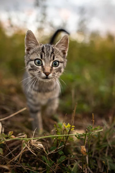 Eine Süße Katze Blickt Garten Die Kamera — Stockfoto