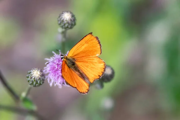 蝴蝶在花园里美丽的紫色茴香花上的特写 — 图库照片
