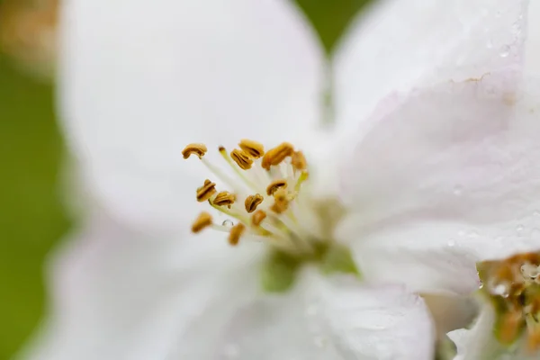 Крупним Планом Розквітлі Білі Квіти Гілці Яблуні — стокове фото