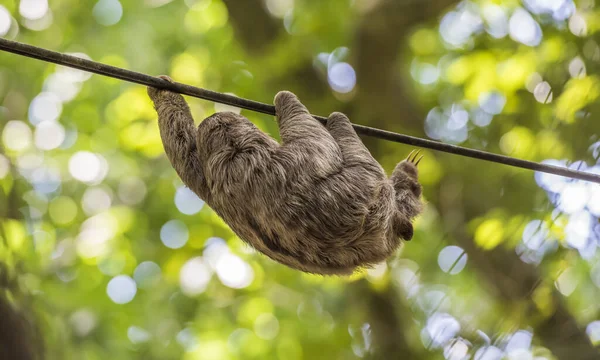 Ormandaki Bir Miskin Hayvana Yakın Çekim Kosta Rika — Stok fotoğraf