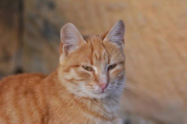 Retrato Gato Bonito Cor Gengibre — Fotografia de Stock