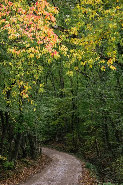 Vertical Shot Trees Colorful Foliage — Stock Photo, Image