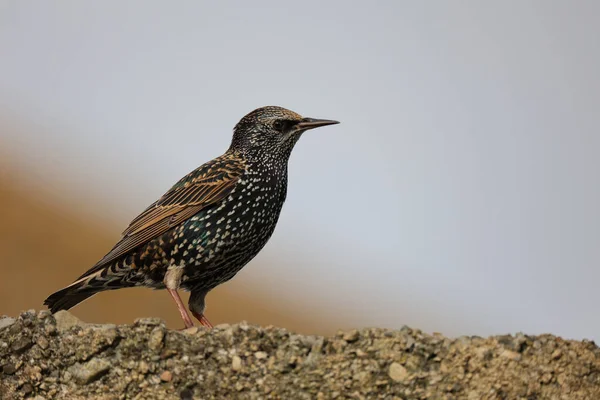 Een Close Shot Van Een Prachtige Starling — Stockfoto