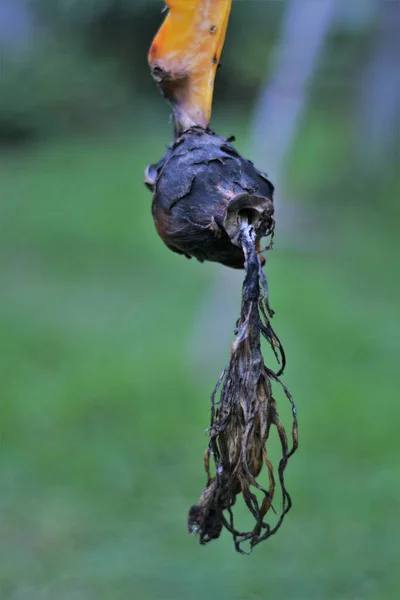 Selektiv Fokus Skott Torkad Drake Frukt Blomma Hylocereus Undatus — Stockfoto