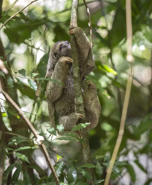 Pionowe Zbliżenie Leniwca Lesie Kostaryka — Zdjęcie stockowe