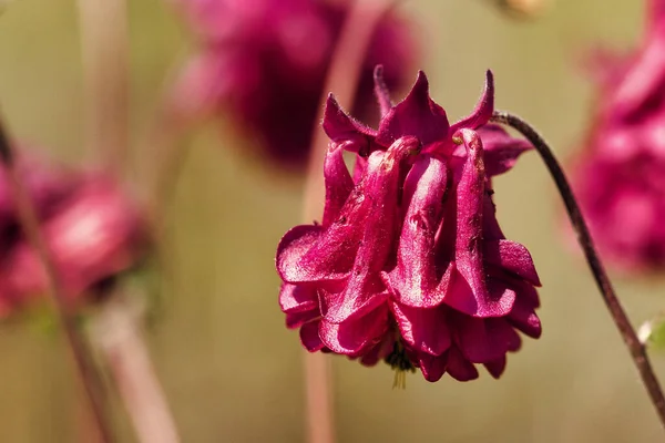 Pembe Çiçeklerin Yakın Çekimi Seçili Odak — Stok fotoğraf