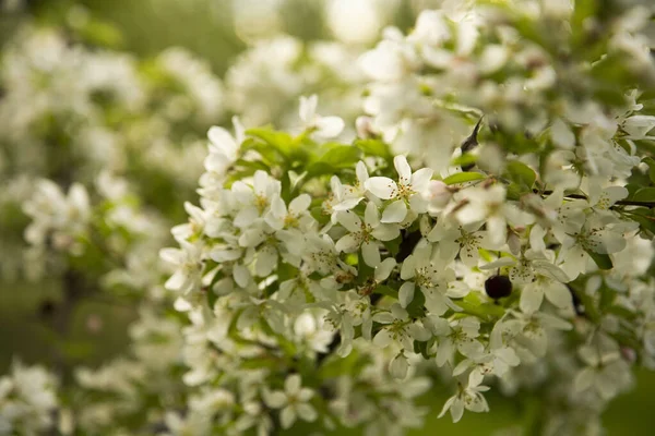 Крупним Планом Знімок Красивих Білих Квітів Дереві — стокове фото