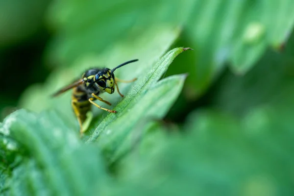 Selektywny Strzał Pszczoły Siedzącej Zielonym Liściu — Zdjęcie stockowe