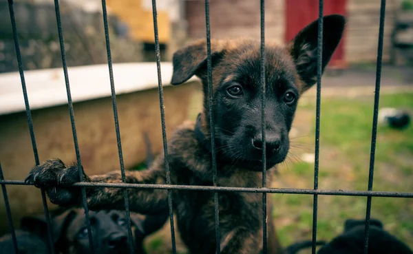 Close Close Shot Belgian Shepherd Puppy — 图库照片