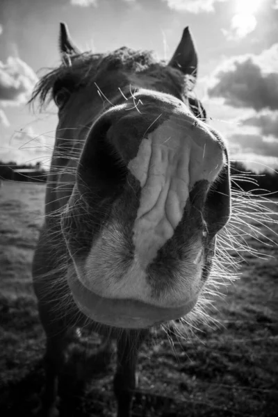 Tiro Escala Grises Caballo — Foto de Stock