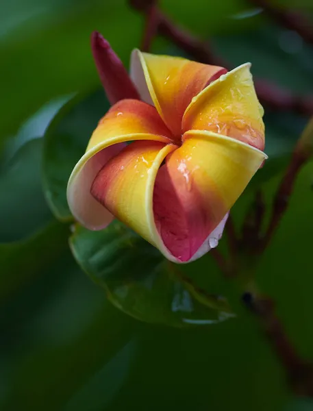 Vertikal Närbild Frangipani Vacker Gul Blomma Thailand — Stockfoto