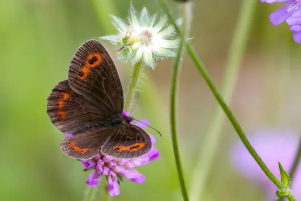 Крупный План Бабочки Красивых Фиолетовых Цветах Чертополоха Саду — стоковое фото
