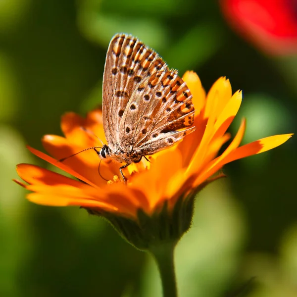 Uma Bela Borboleta Argynnis Uma Flor Amarela — Fotografia de Stock