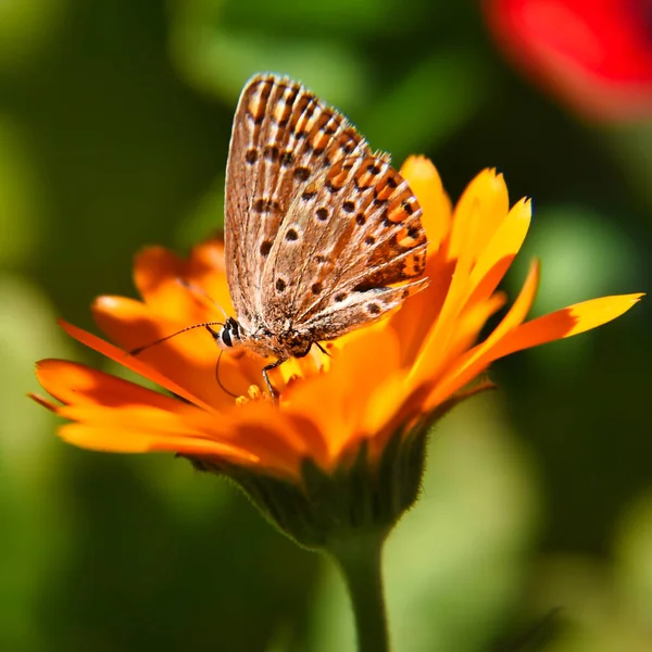 Piękny Argynnis Motyl Żółtym Kwiatku — Zdjęcie stockowe