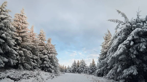 Path Snowy Coniferous Forest Daytime — Stock Photo, Image