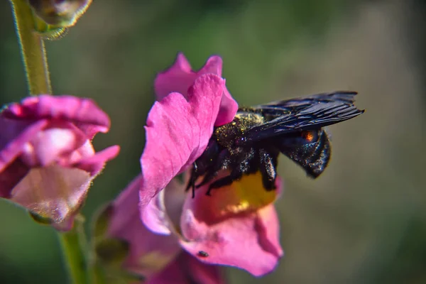 Carpenter Bee Apink Flower — Stock Photo, Image