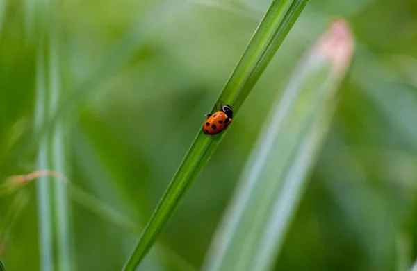 一只瓢虫在草地上的特写镜头 — 图库照片