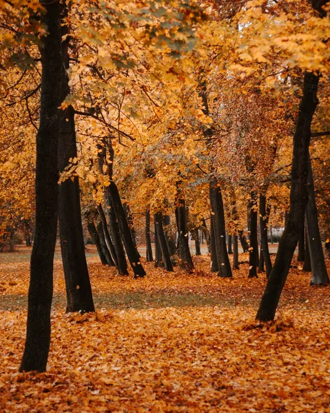 Eine Vertikale Aufnahme Eines Malerischen Herbstwaldes — Stockfoto