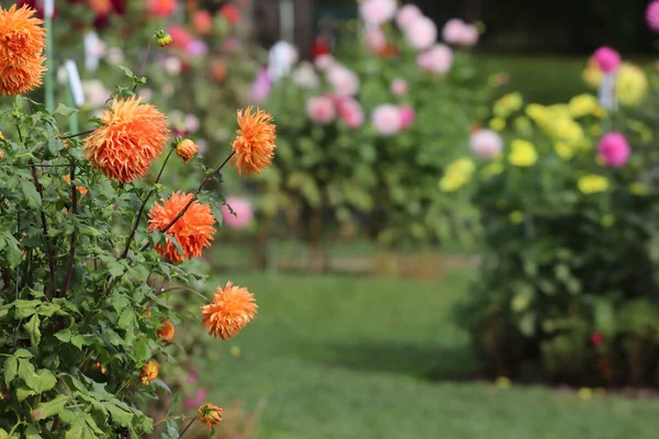 Foco Seletivo Flores Dahlia Laranja Florescendo Jardim Botânico Halifax Alemanha — Fotografia de Stock