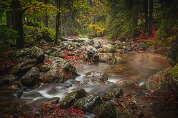Сценарий Баварского Леса Осенью Ручьем — стоковое фото