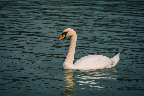 Krásný Záběr Osamělé Labutě Jezeře — Stock fotografie