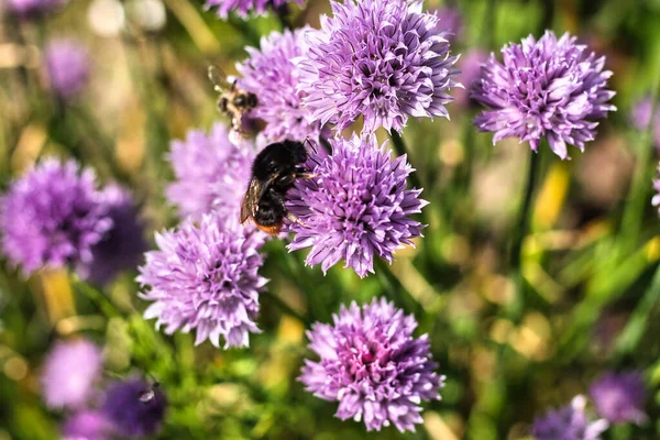 Крупный План Пчелы Цветы Лука Allium Schoenoprasum — стоковое фото