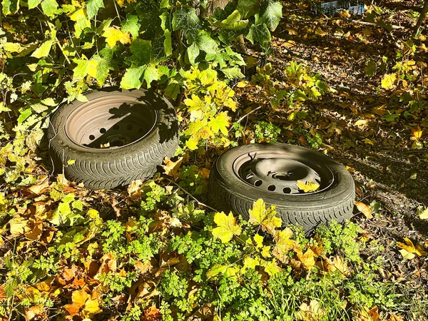 Primer Plano Neumáticos Viejos Follaje Eliminación Ilegal Neumáticos Automóviles Con —  Fotos de Stock