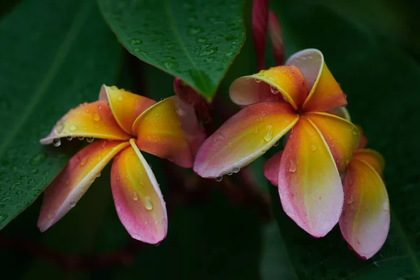 Frangipani Yakın Çekim Güzel Sarı Çiçekler Tayland — Stok fotoğraf