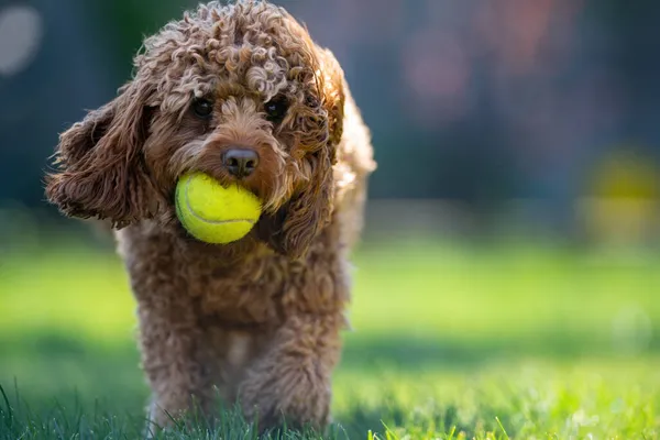 在阳光灿烂的一天 一只可爱的卡瓦波犬在公园里拿着网球的画像 — 图库照片