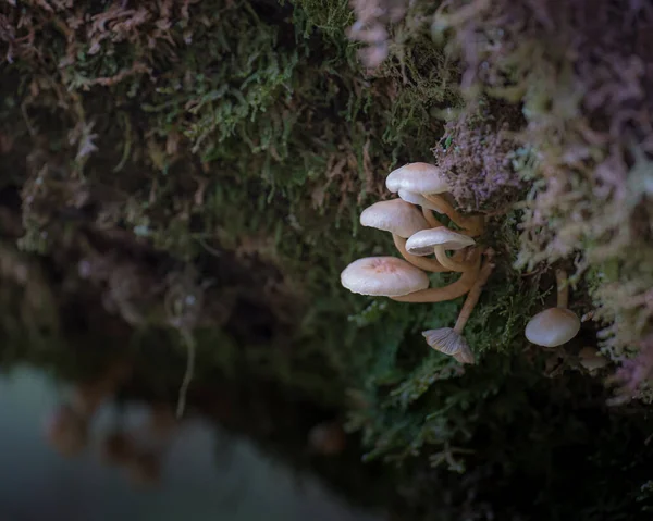 Selective Focus Shot Tiny Wild Mushrooms — Stock Photo, Image