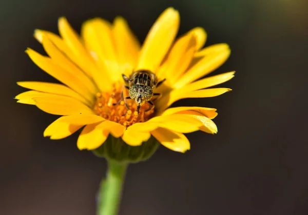 Ein Käfer Auf Einer Gelben Blume — Stockfoto