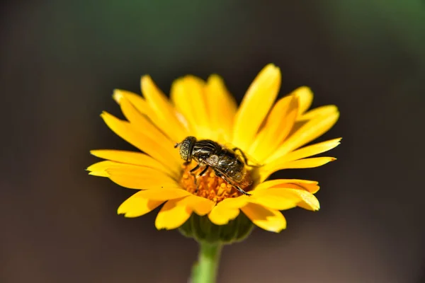 Insecto Una Flor Amarilla — Foto de Stock