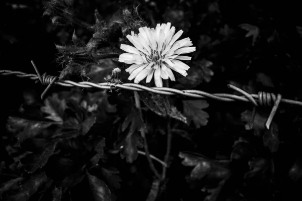 Серый Снимок Цветка — стоковое фото