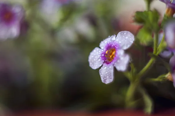 Selective Focus Shot Viola Flowers — Stock Photo, Image