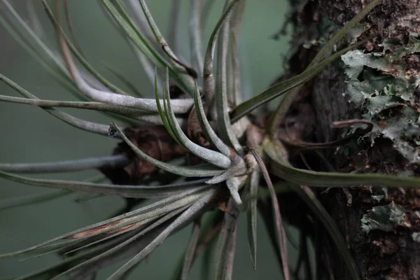 森の中の木に生えていた緑の植物の塊 — ストック写真