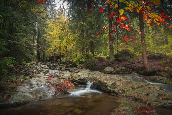 Uma Foto Panorâmica Floresta Baviera Outono Com Córrego Água — Fotografia de Stock